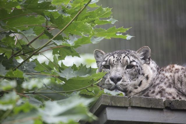 Korkeasaari Zoo